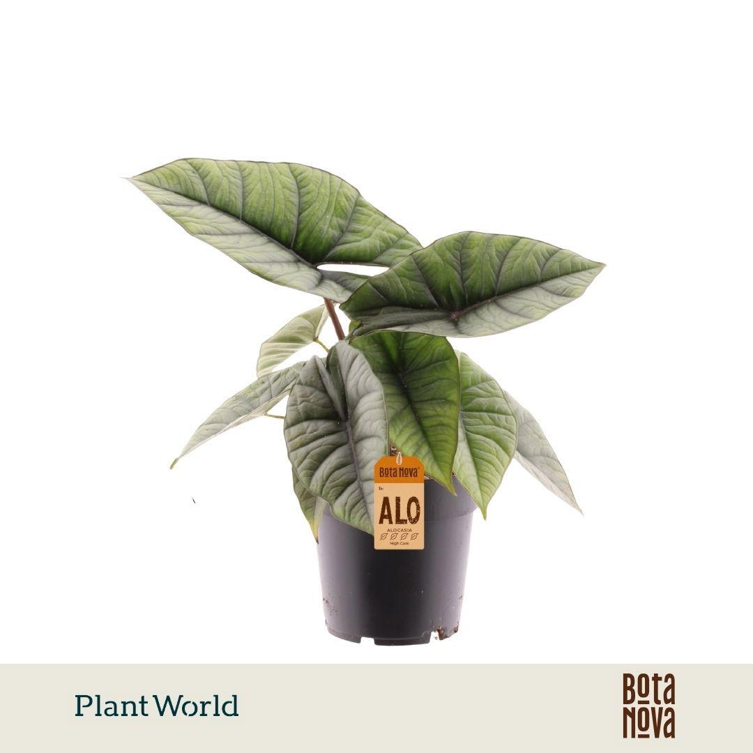 Горшечные цветы и растения оптом Alocasia Platinum от 7шт (для телеги) из Голландии с доставкой по России