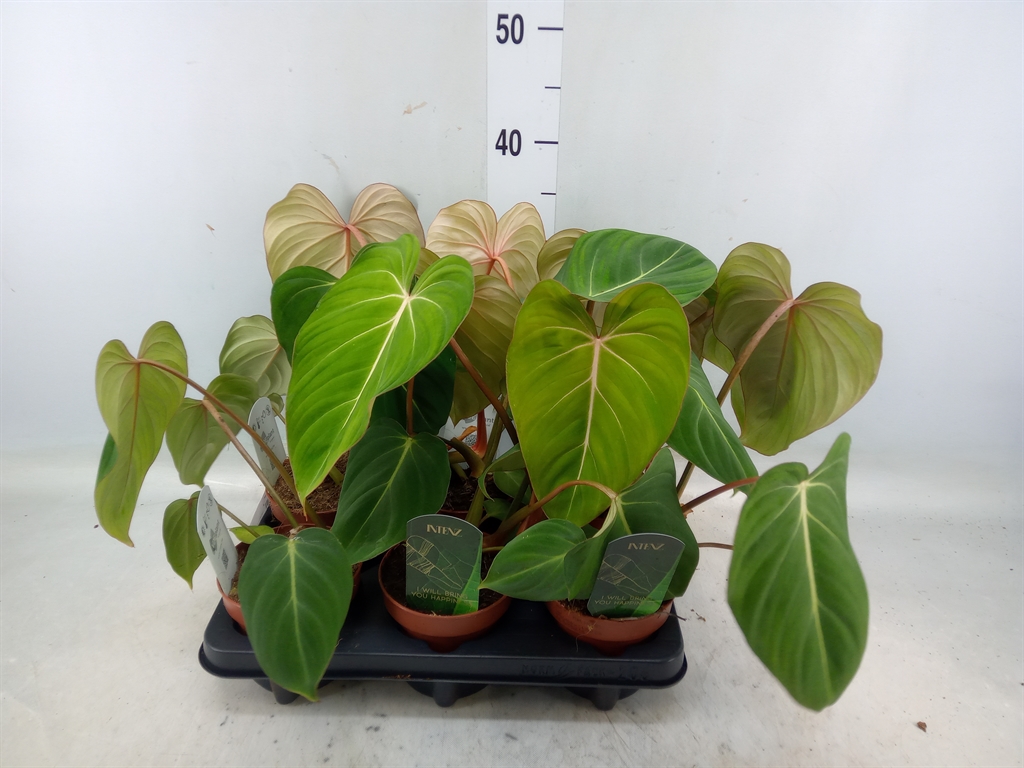 Горшечные цветы и растения оптом Philodendron Gloriosum от 6шт из Голландии с доставкой по России