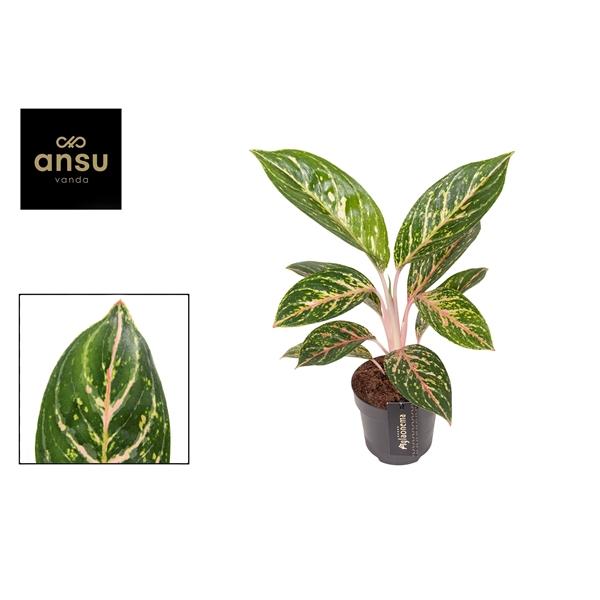 Горшечные цветы и растения оптом Aglaonema Coco Green от 6шт из Голландии с доставкой по России