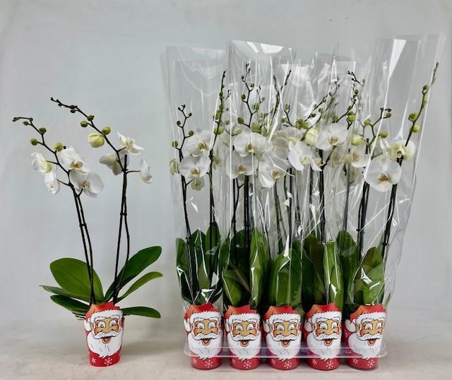 Горшечные цветы и растения оптом Phal Ov Wit от 10шт из Голландии с доставкой по России