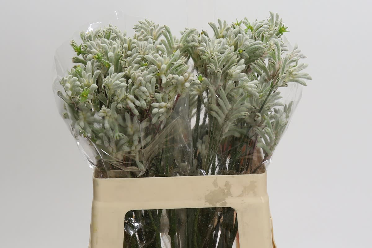 Срезанные цветы оптом Anigozanthos bush diamond от 40шт. из Голландии с доставкой по России