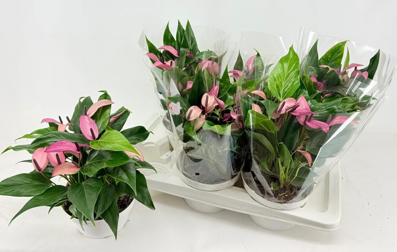 Горшечные цветы и растения оптом Anthu Zizou от 6шт из Голландии с доставкой по России