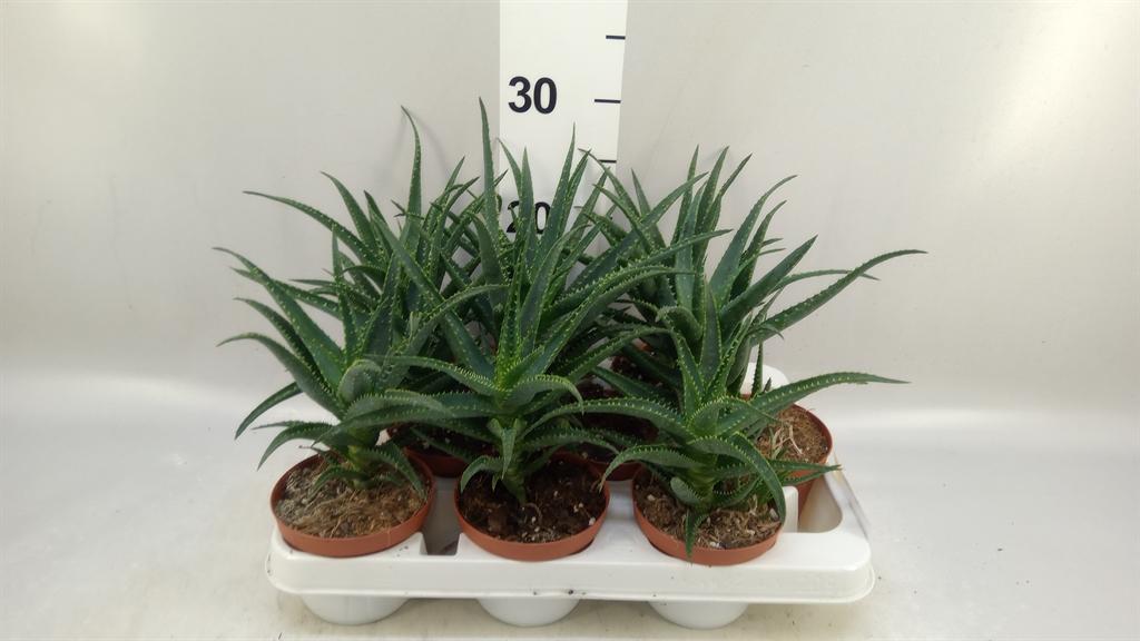 Горшечные цветы и растения оптом Aloe Arborescens от 9шт из Голландии с доставкой по России