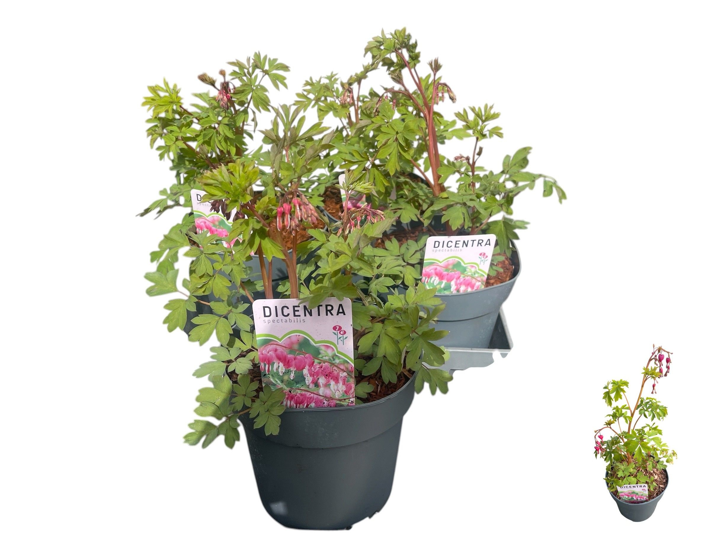 Горшечные цветы и растения оптом Dice Spectabilis от 4шт из Голландии с доставкой по России