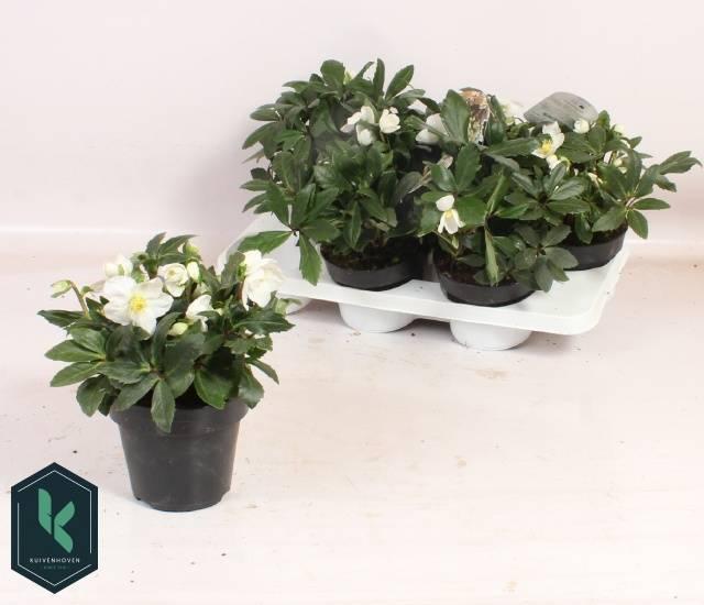 Горшечные цветы и растения оптом Helleborus Nig. Jerry от 6шт из Голландии с доставкой по России
