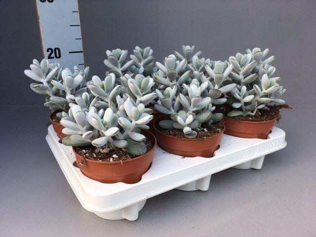 Горшечные цветы и растения оптом Cotyledon coral от 6шт из Голландии с доставкой по России