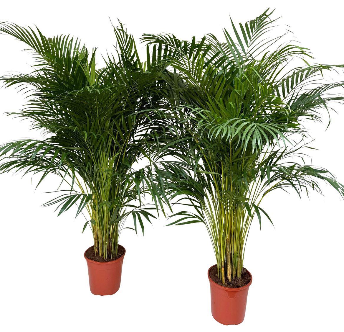 Горшечные цветы и растения оптом Chrysalidocarpus Areca от 1шт из Голландии с доставкой по России
