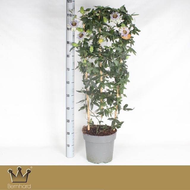 Горшечные цветы и растения оптом Pass Ca Clear Sky от 1шт из Голландии с доставкой по России