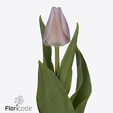 Срезанные цветы оптом Tulipa si sweet breeze от 50шт из Голландии с доставкой по России