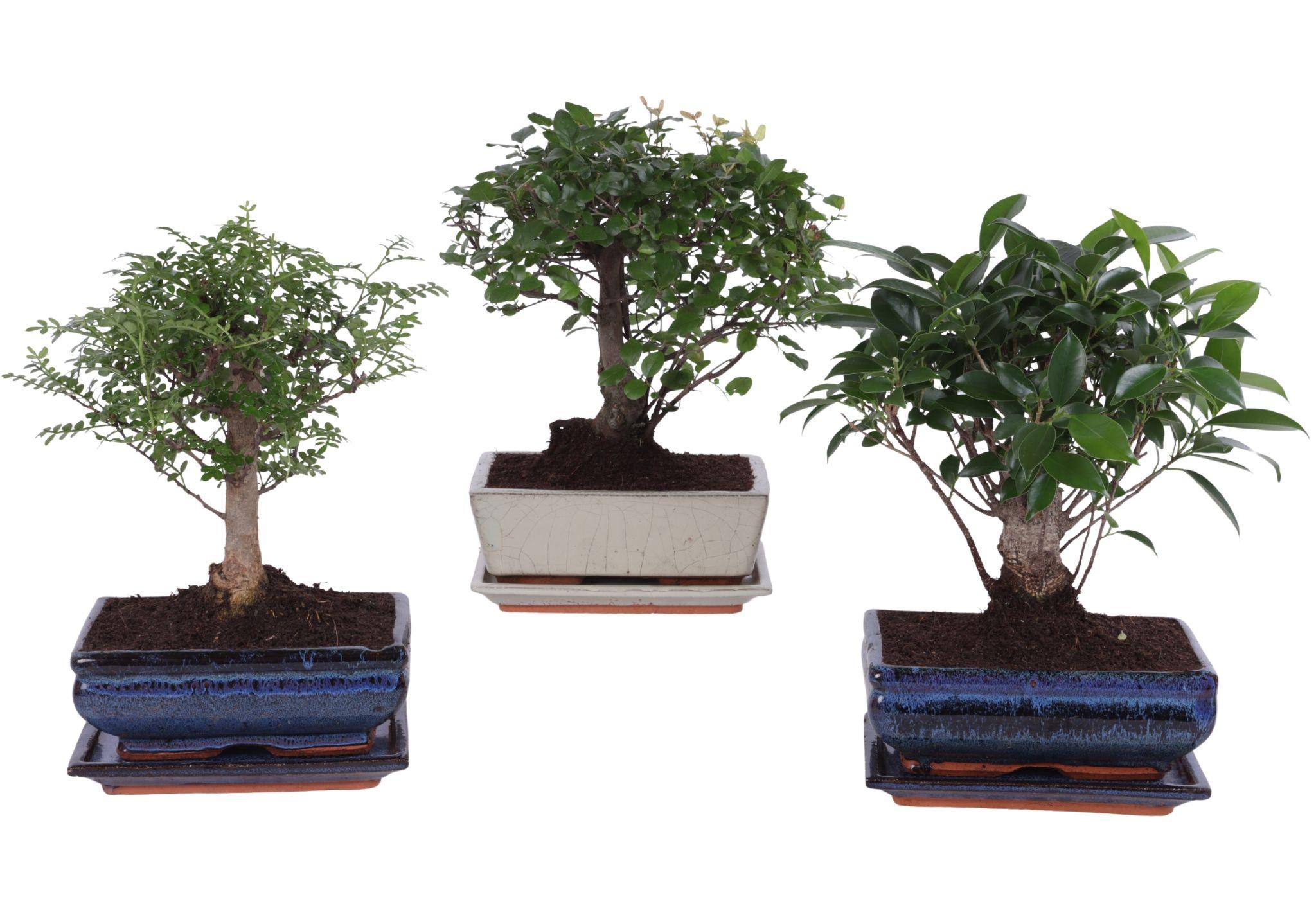 Горшечные цветы и растения оптом Bonsai Mix In Ceramic Ball With Saucer от 6шт из Голландии с доставкой по России