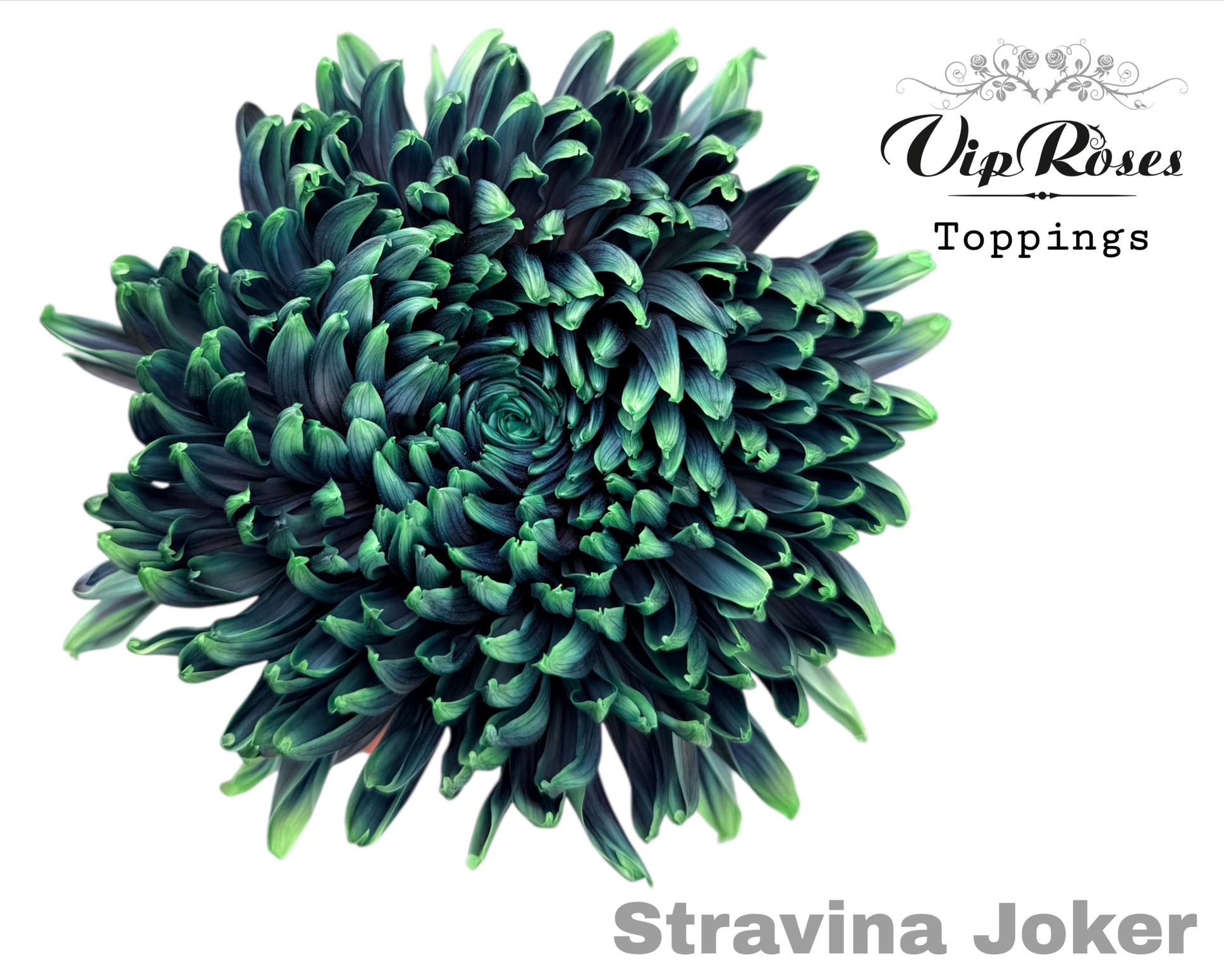 Срезанные цветы оптом Chrys bl paint stravina joker от 20шт из Голландии с доставкой по России