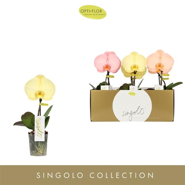 Горшечные цветы и растения оптом Phal Singolo Aquarello Sunlight Mix (opti) от 6шт (для телеги) из Голландии с доставкой по России