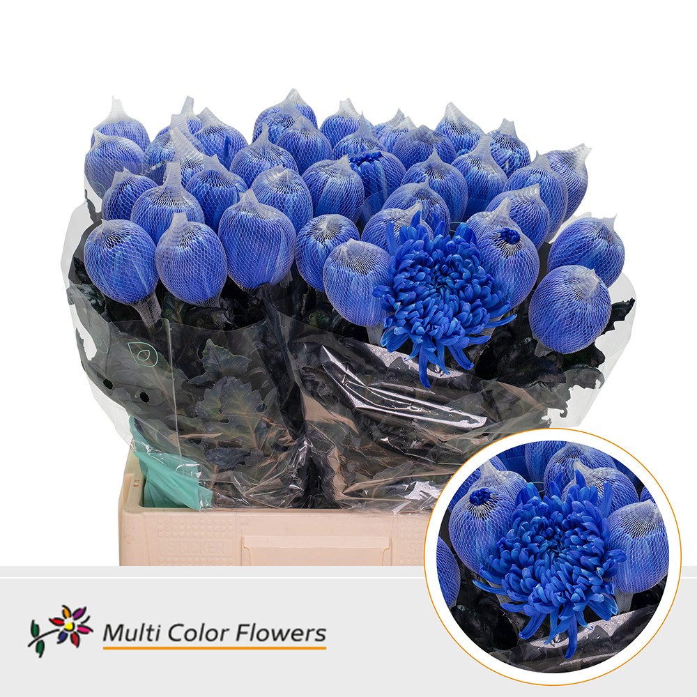 Срезанные цветы оптом Chrys bl paint antonov blue dark от 40шт из Голландии с доставкой по России