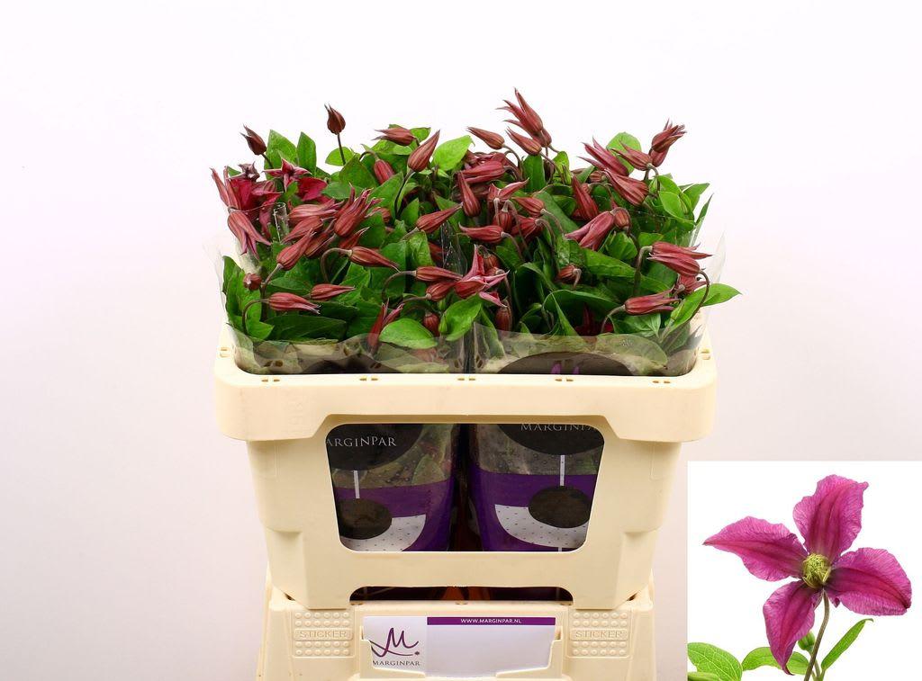 Срезанные цветы оптом Clematis amazing kyiv от 60шт из Голландии с доставкой по России