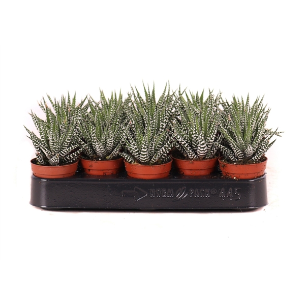 Горшечные цветы и растения оптом Haworthia Big Band от 20шт (для телеги) из Голландии с доставкой по России