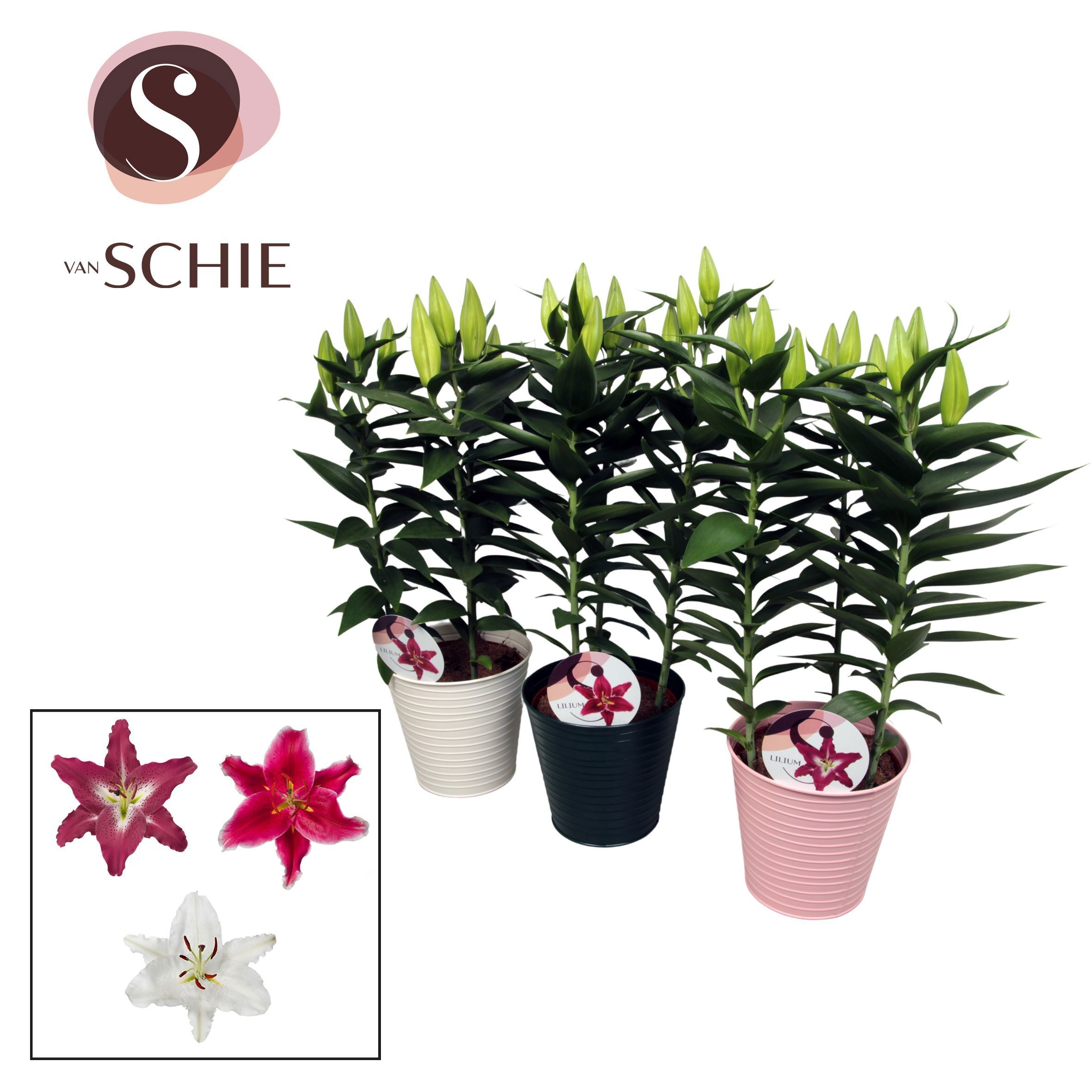 Горшечные цветы и растения оптом Lil Or Gem от 5шт из Голландии с доставкой по России