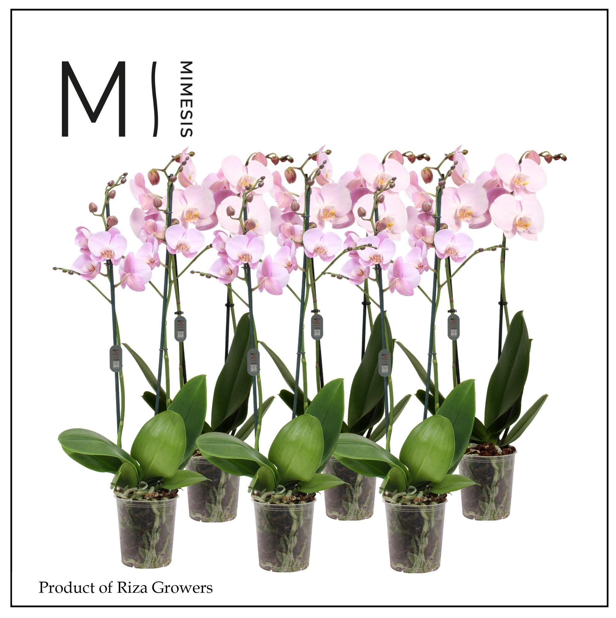 Горшечные цветы и растения оптом Phal 2st Pink 16+ (mimensis) от 10шт из Голландии с доставкой по России