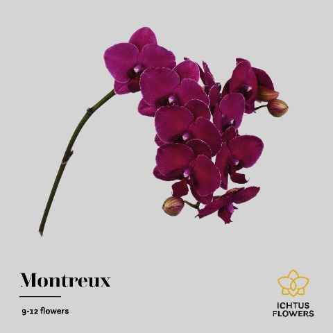 Срезанные цветы оптом Phalaenopsis montreux (per stem) от 4шт из Голландии с доставкой по России