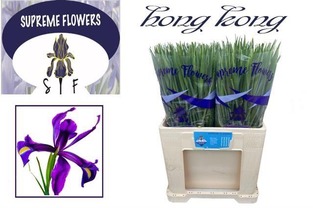 Срезанные цветы оптом Iris hong kong от 200шт из Голландии с доставкой по России