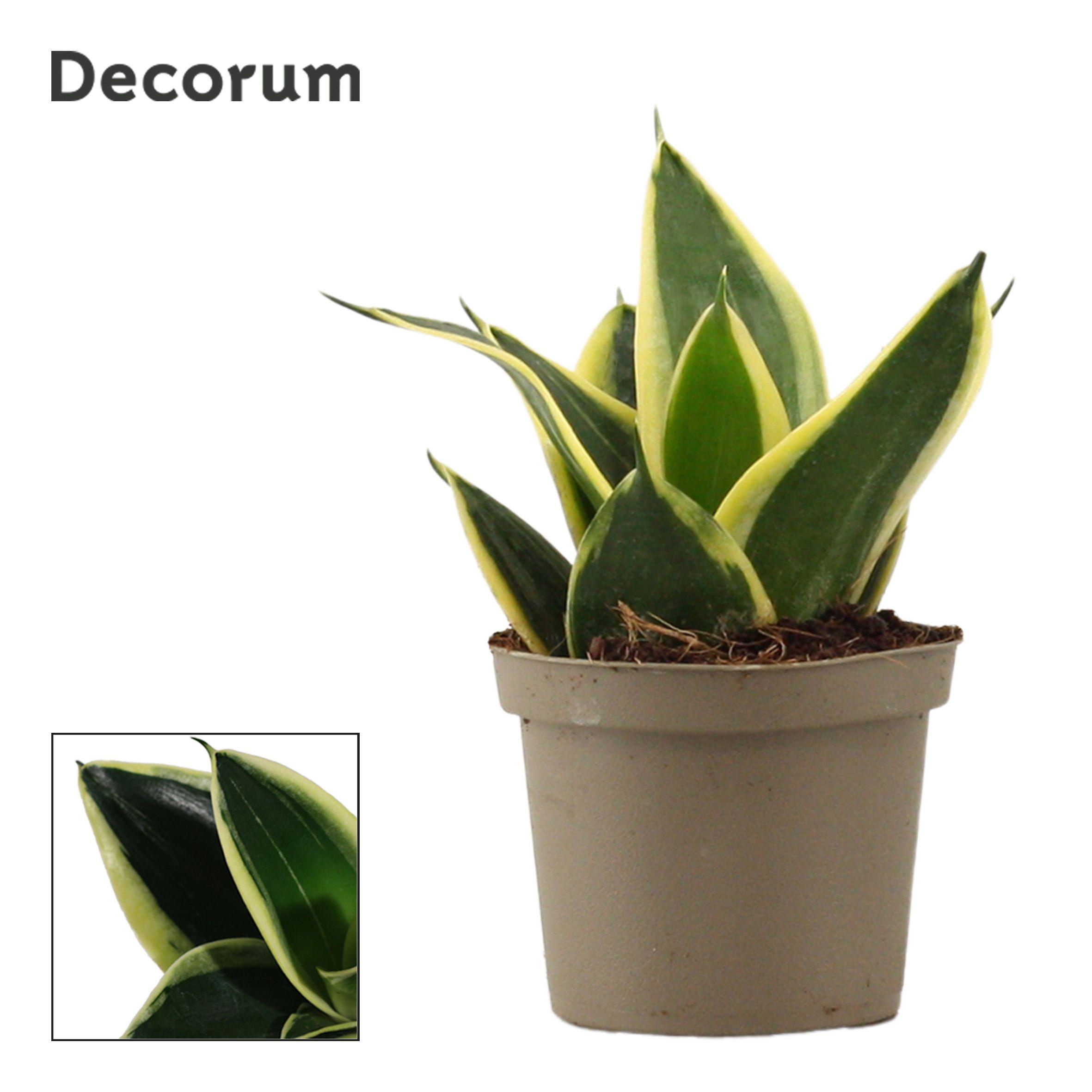 Горшечные цветы и растения оптом Sansevieria Hahnii Jade Pagoda (decorum) от 18шт (для телеги) из Голландии с доставкой по России
