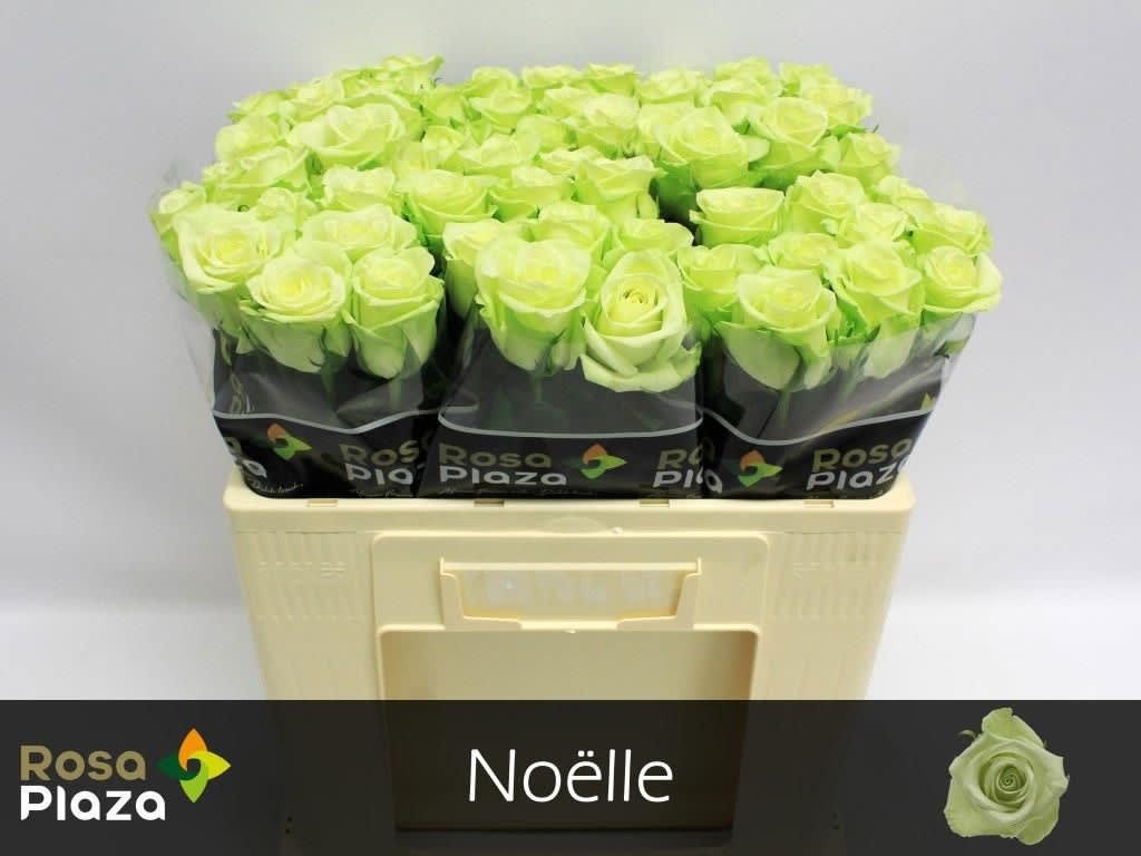 Срезанные цветы оптом Rosa large noelle! от 60шт из Голландии с доставкой по России
