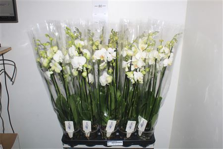 Горшечные цветы и растения оптом Phal Ov Wit 5 Branche 30+ от 10шт из Голландии с доставкой по России