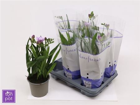 Горшечные цветы и растения оптом Freesia Ov 3 Branches от 6шт из Голландии с доставкой по России