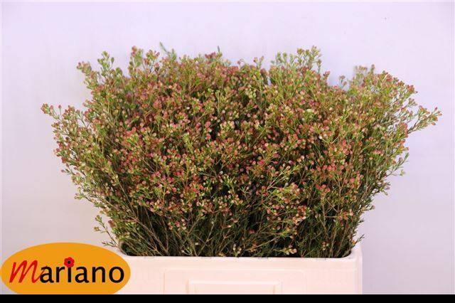 Срезанные цветы оптом Chamelaucium blondie от 125шт из Голландии с доставкой по России