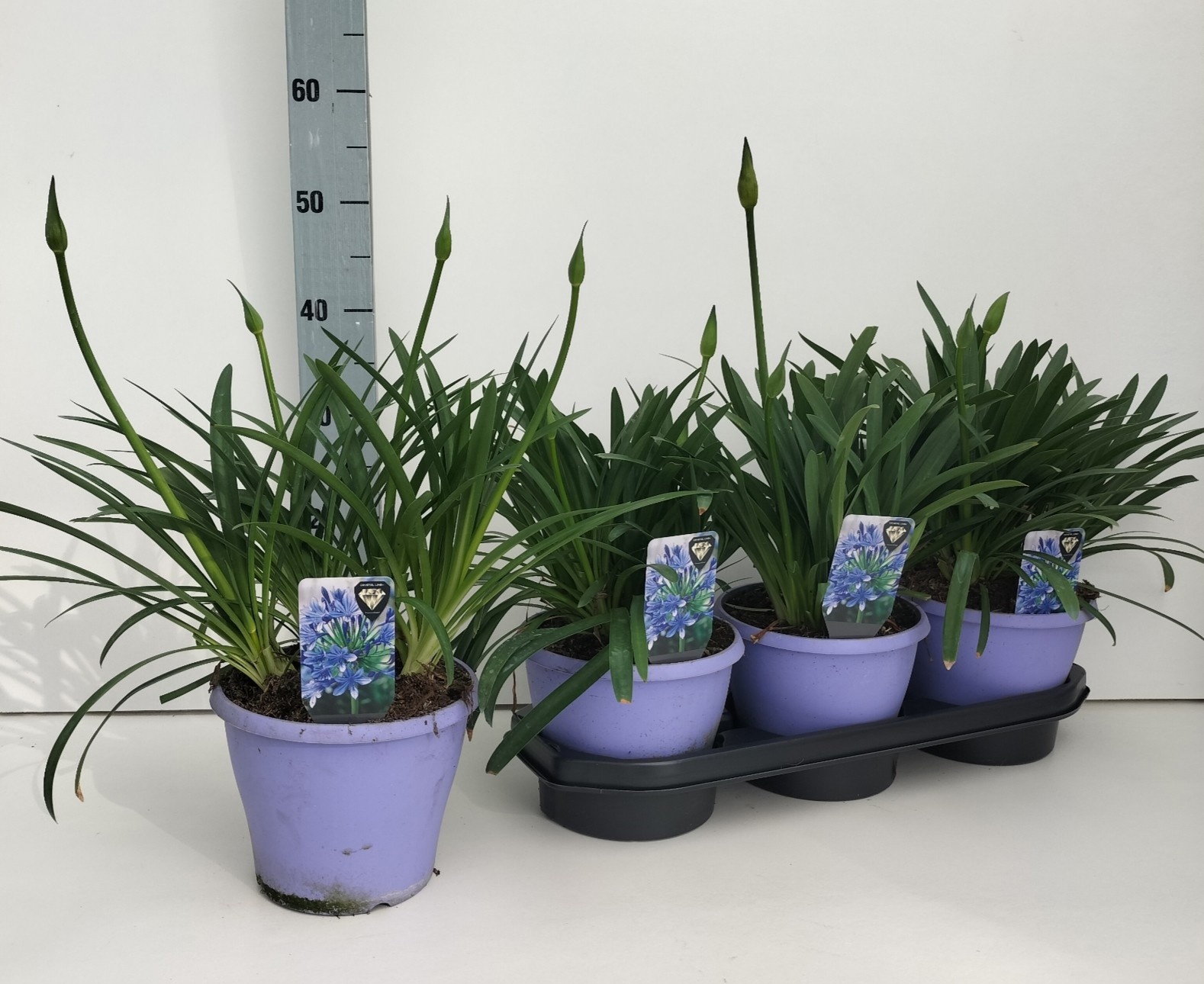 Горшечные цветы и растения оптом Agapa Crystal Line от 3шт из Голландии с доставкой по России