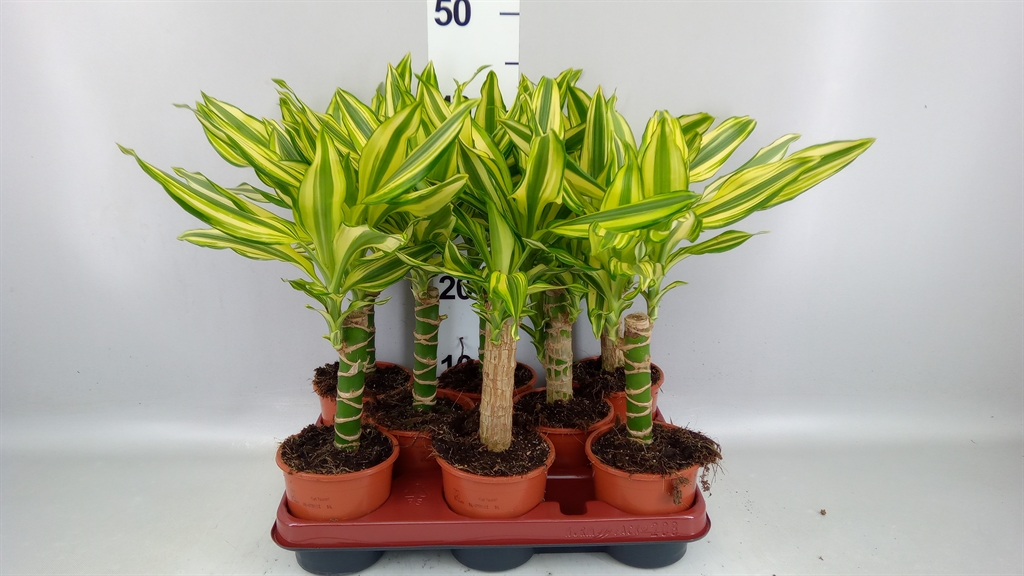 Горшечные цветы и растения оптом Dracaena Frag. yellow Coast от 8шт из Голландии с доставкой по России