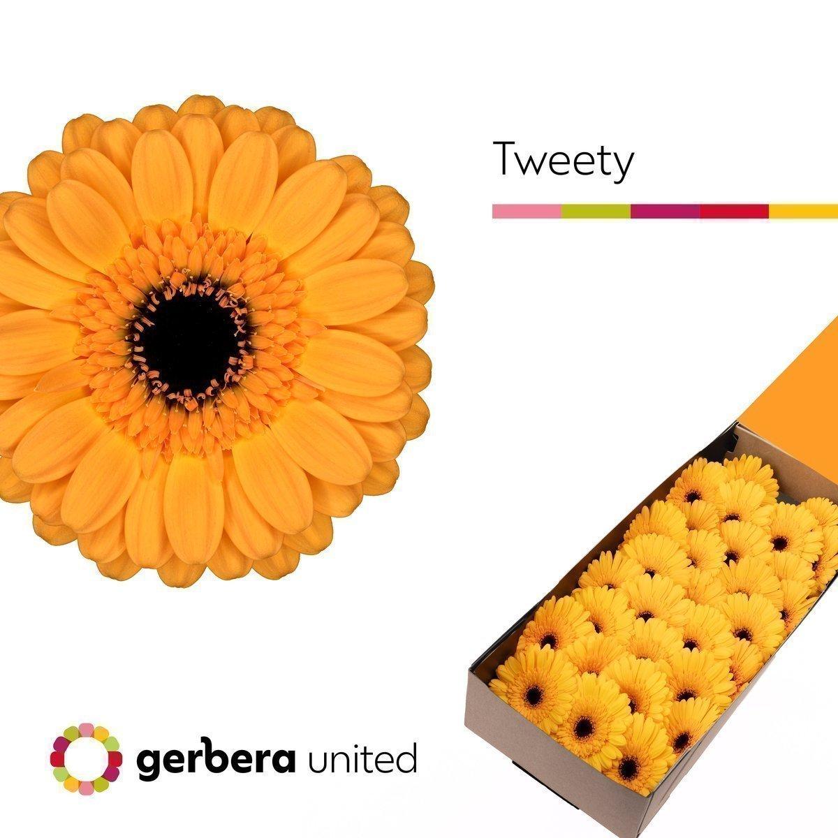 Срезанные цветы оптом Germini tweety от 30шт из Голландии с доставкой по России