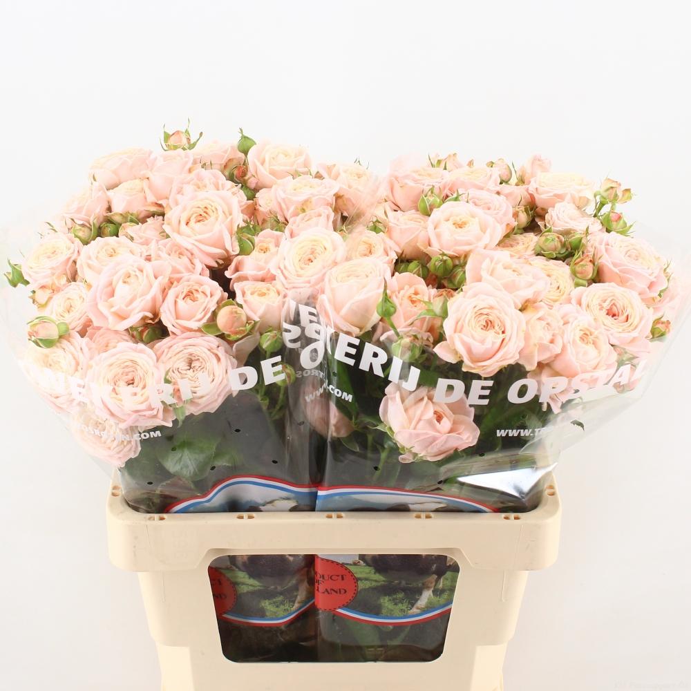 Срезанные цветы оптом Rosa spray nynke от 40шт из Голландии с доставкой по России