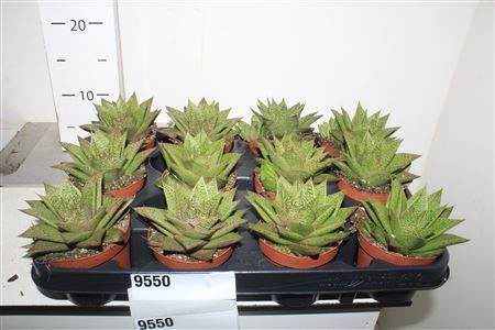 Горшечные цветы и растения оптом Gast D Tiga от 12шт (для телеги) из Голландии с доставкой по России Горшечные цветы и растения оптом Gast D Tiga от 12шт (для телеги) из Голландии с доставкой по России