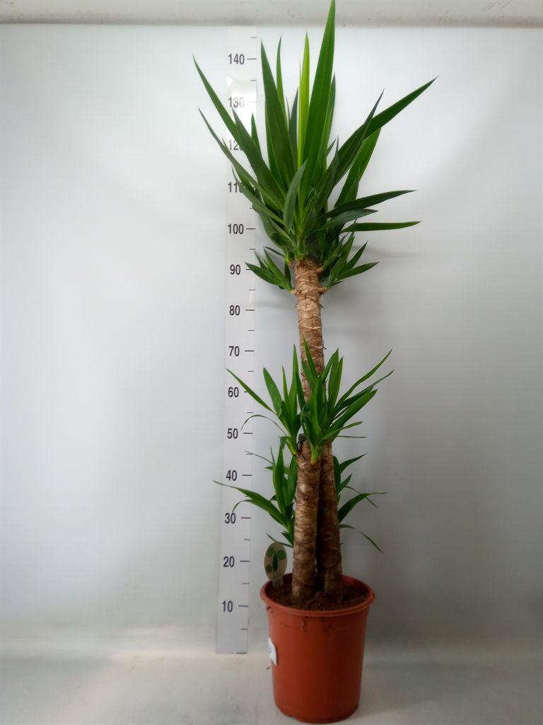 Горшечные цветы и растения оптом Yucca   ... от 1шт из Голландии с доставкой по России