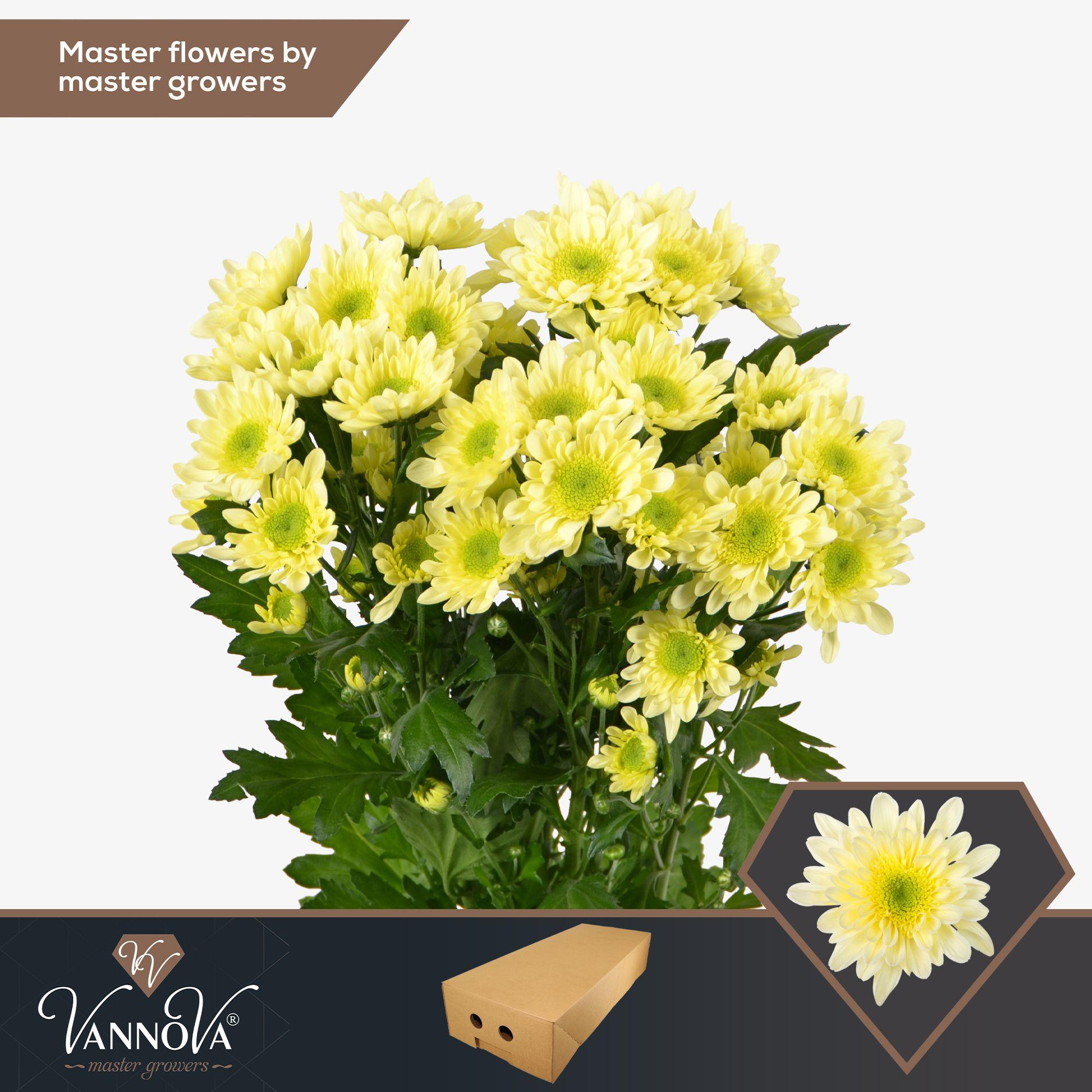 Срезанные цветы оптом Chrys sp radost cream от 160шт. из Голландии с доставкой по России