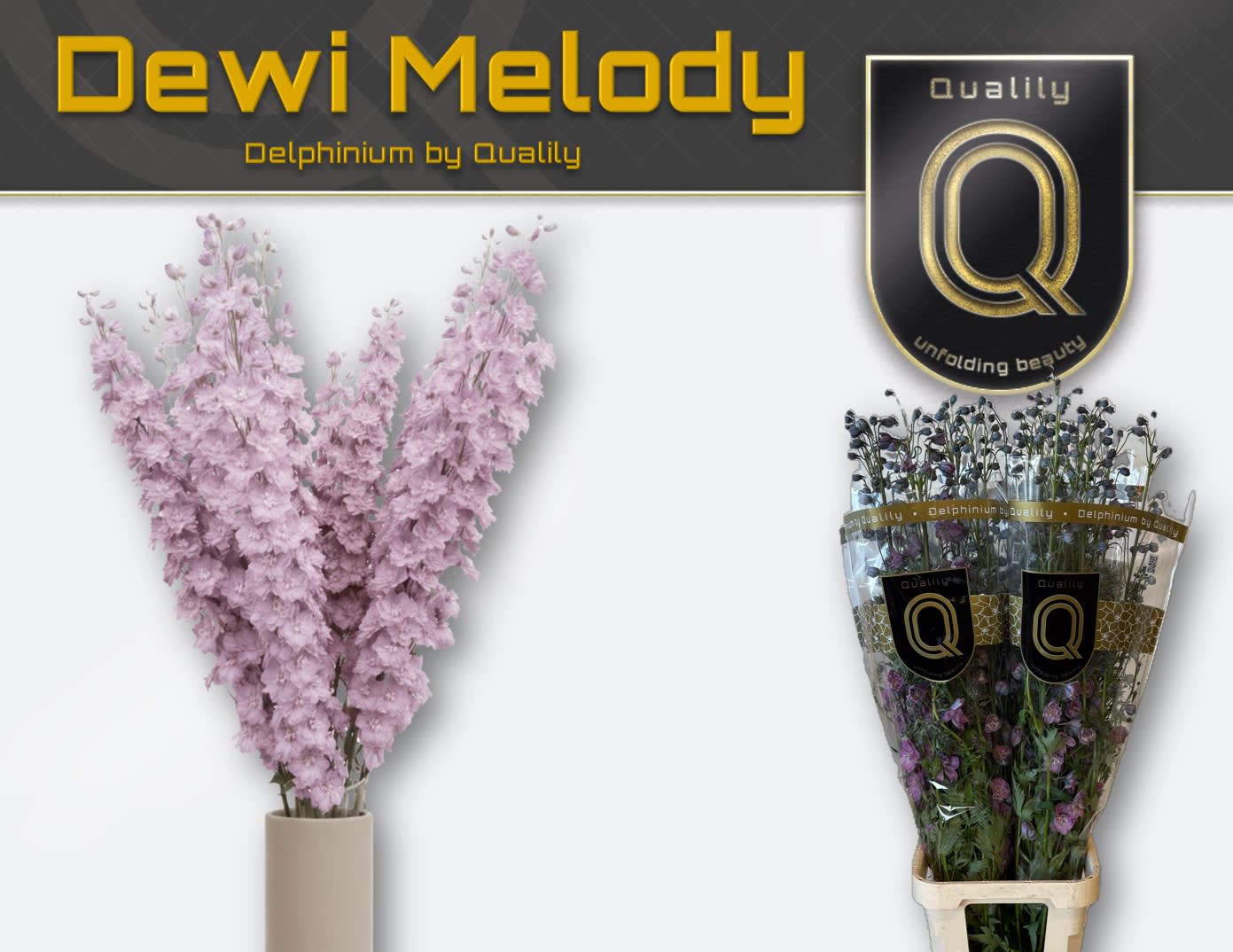 Срезанные цветы оптом Delphinium do el dewi melody от 30шт из Голландии с доставкой по России