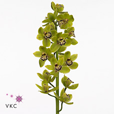 Срезанные цветы оптом Minicymbidium green french mustard от 6шт. из Голландии с доставкой по России