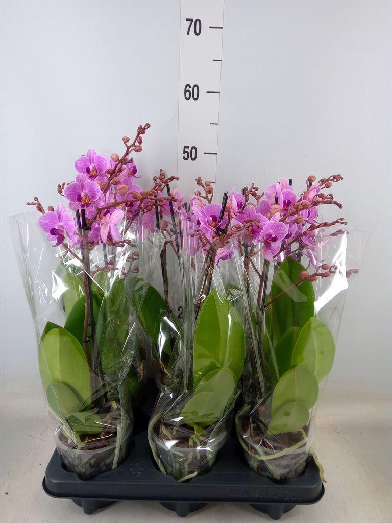 Горшечные цветы и растения оптом Phalaenopsis Multi.   ...rose от 6шт из Голландии с доставкой по России