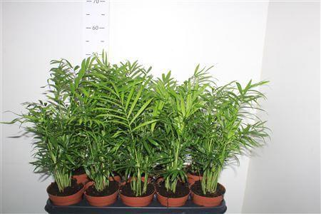 Горшечные цветы и растения оптом Chamaed Elegans 15pp от 10шт из Голландии с доставкой по России