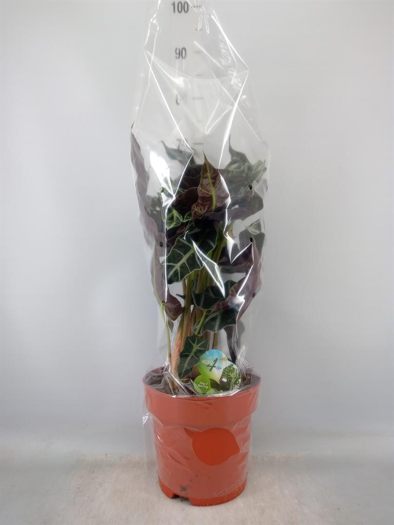 Горшечные цветы и растения оптом Alocasia Amazonica от 1шт (для телеги) из Голландии с доставкой по России