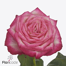 Срезанные цветы оптом Rosa large lovely fairy от 260шт из Голландии с доставкой по России