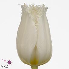 Срезанные цветы оптом Tulipa fr north pole от 50шт из Голландии с доставкой по России