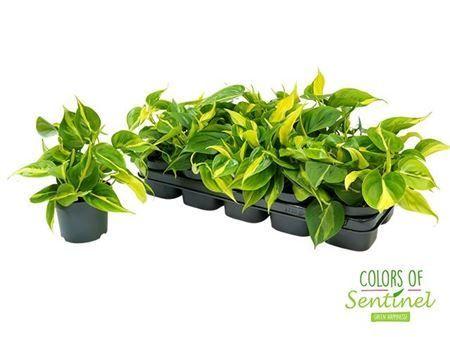 Горшечные цветы и растения оптом Philodendron Scandens Brasil от 10шт из Голландии с доставкой по России