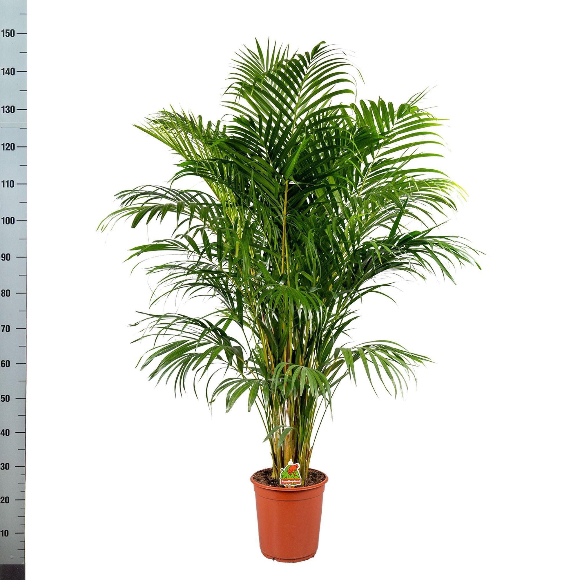 Горшечные цветы и растения оптом Dypsis Lutescens A от 1шт из Голландии с доставкой по России