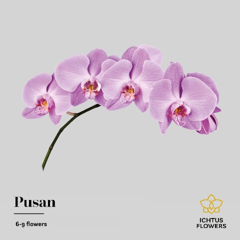 Срезанные цветы оптом Phalaenopsis anthura pusan (per stem) от 6шт. из Голландии с доставкой по России