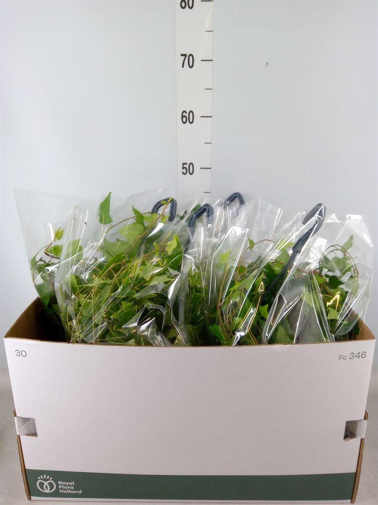 Горшечные цветы и растения оптом Hedera   ...mix от 4шт из Голландии с доставкой по России