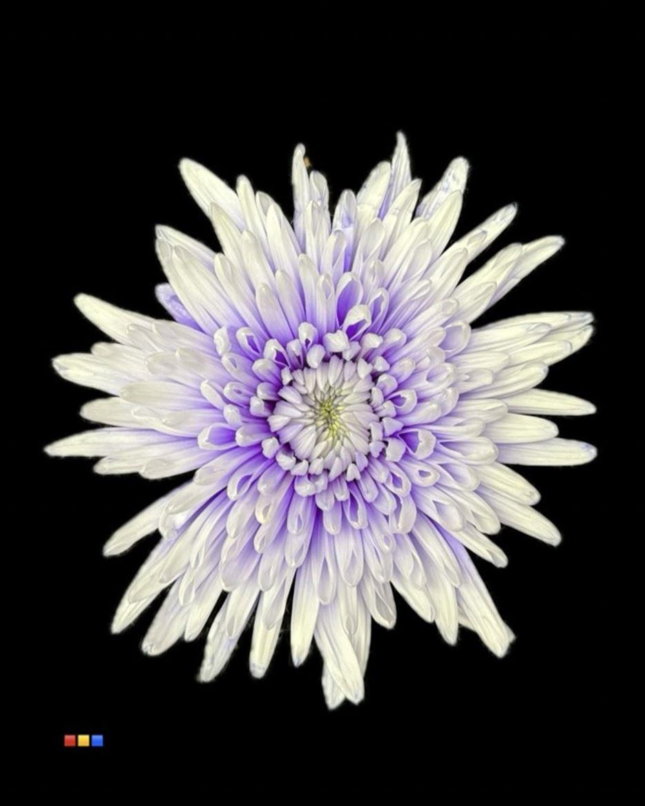 Срезанные цветы оптом Chrys bl paint topspin pastel lilac от 60шт из Голландии с доставкой по России