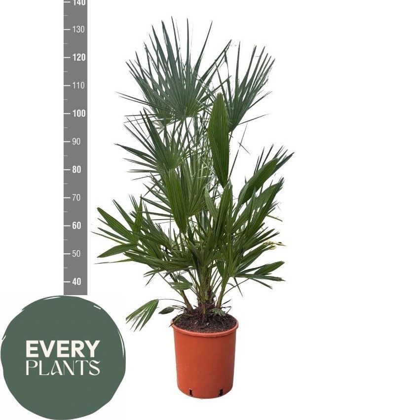 Горшечные цветы и растения оптом Cham Humilis от 1шт из Голландии с доставкой по России