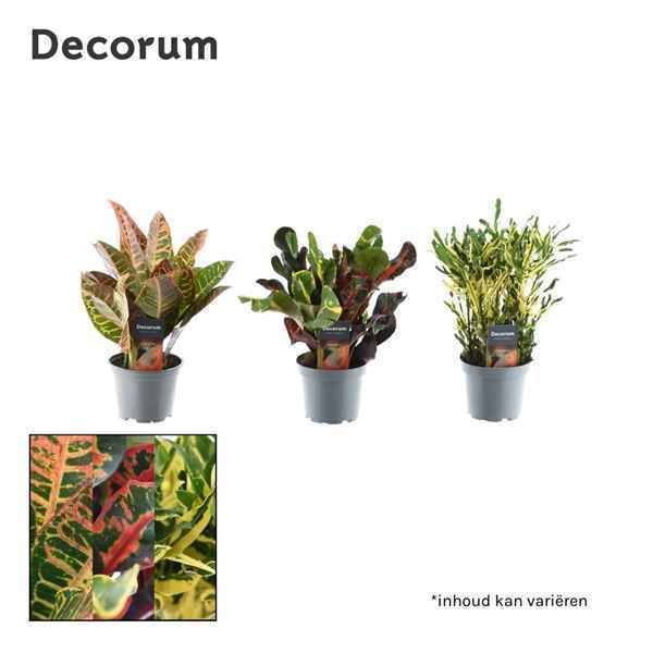 Горшечные цветы и растения оптом Codiaeum Mix 3-5 Pp  (decorum) от 10шт из Голландии с доставкой по России