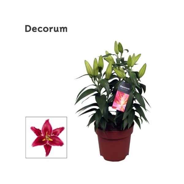 Горшечные цветы и растения оптом Lilium Or Magny Cours 4pp (decorum) от 6шт из Голландии с доставкой по России